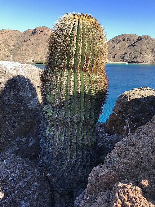 Ferocactus diguetii: Santa Catalina barrel cactus ( Ferocactus diguetii ) in Mexico
