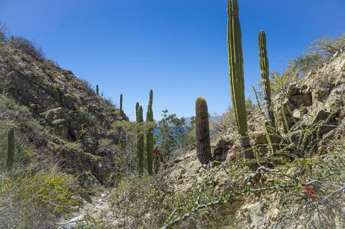 Ferocactus diguetii (Ferocactus diguetii)
