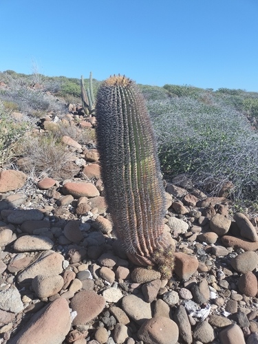 Ferocactus diguetii (Ferocactus diguetii)
