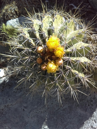 Ferocactus echidne (Ferocactus echidne)
