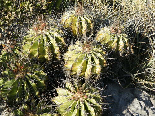 Ferocactus echidne (Ferocactus echidne)