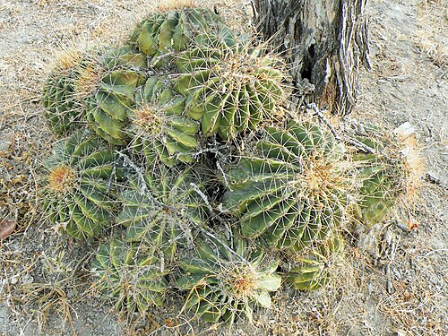 Ferocactus echidne: Emory's barrel cactus ( Ferocactus echidne ) in Mexico