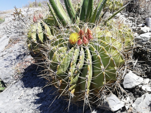 Ferocactus echidne (Ferocactus echidne)