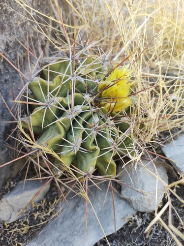Ferocactus echidne (Ferocactus echidne)