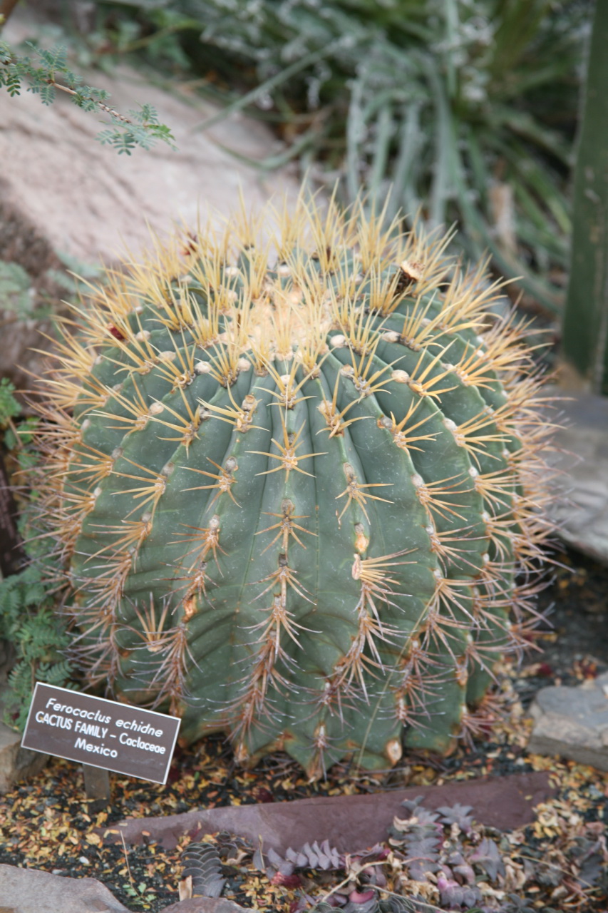 Ferocactus echidne: Ferocactus echidne