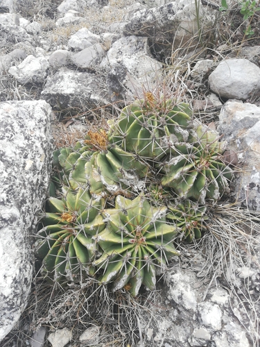 Ferocactus echidne (Ferocactus echidne)