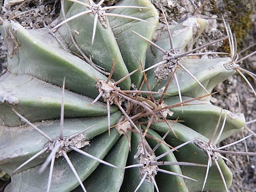 Ferocactus echidne: Xichu, Guanajuato