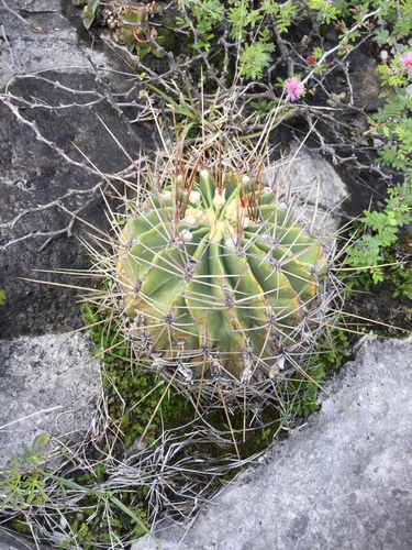 Ferocactus echidne (Ferocactus echidne)