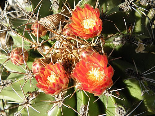 Ferocactus echidne: Gilo, Hidalgo