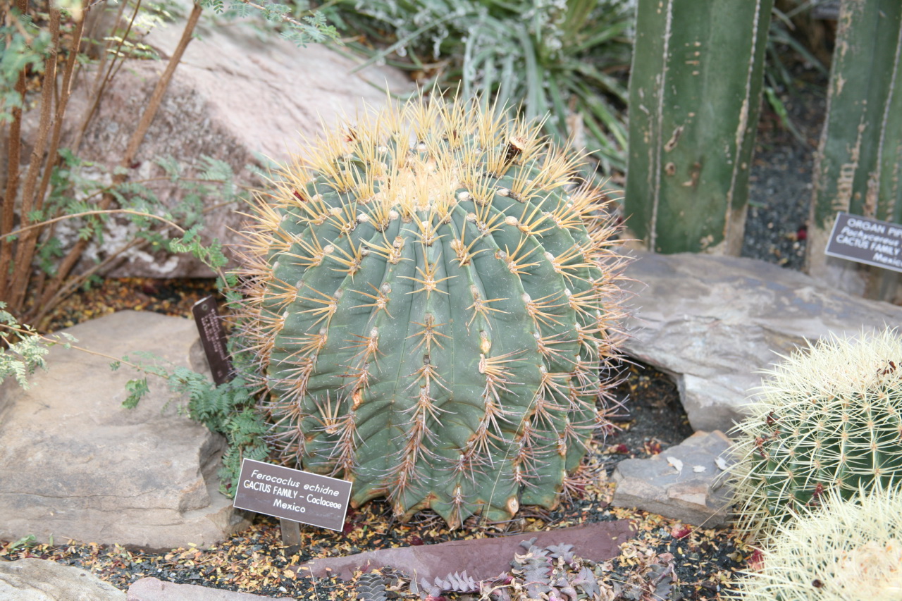 Ferocactus echidne: Ferocactus echidne