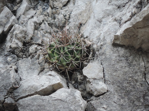 Ferocactus echidne (Ferocactus echidne)
