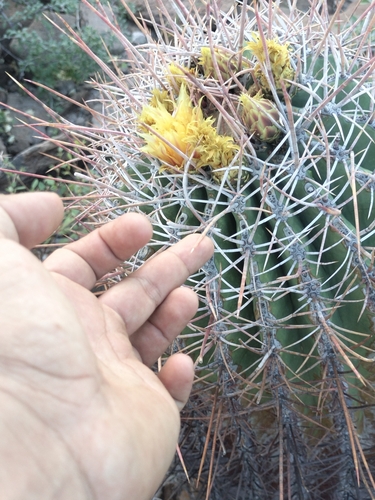 Emory's barrel cactus (Ferocactus emoryi)