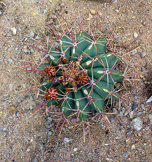 Emory's barrel cactus: Taken in the Cambridge University Botanic Garden