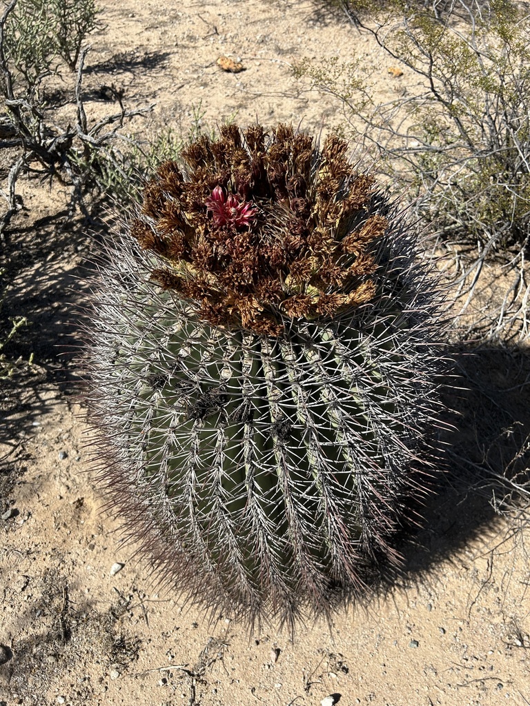 Emory's barrel cactus (Ferocactus emoryi)