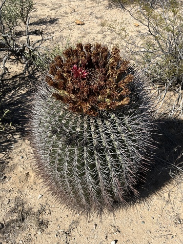 Emory's barrel cactus (Ferocactus emoryi)