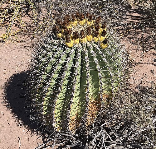 Emory's barrel cactus: Emory's barrel cactus ( Ferocactus emoryi ) in Mexico
