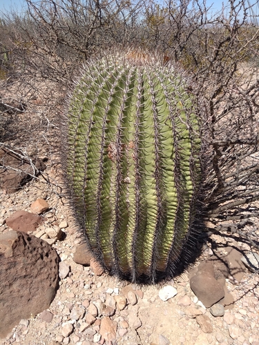 Emory's barrel cactus (Ferocactus emoryi)