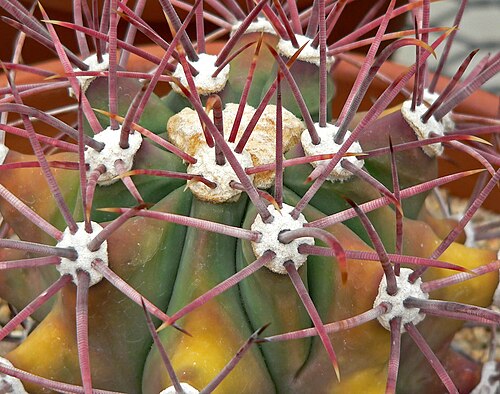 Emory's barrel cactus: Photo of Ferocactus covillei at the University of California Botanical Garden