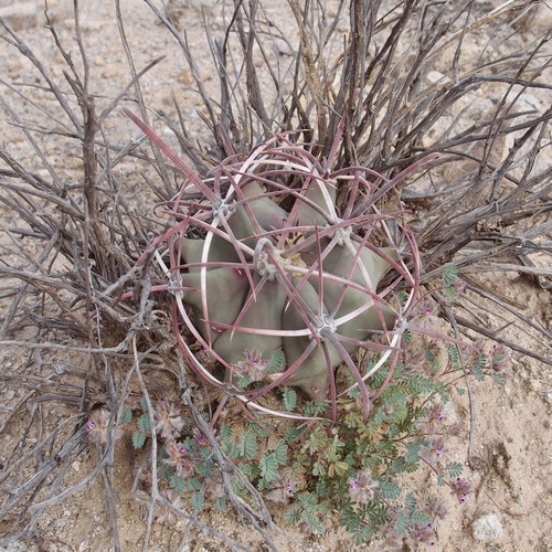 Emory's barrel cactus (Ferocactus emoryi)