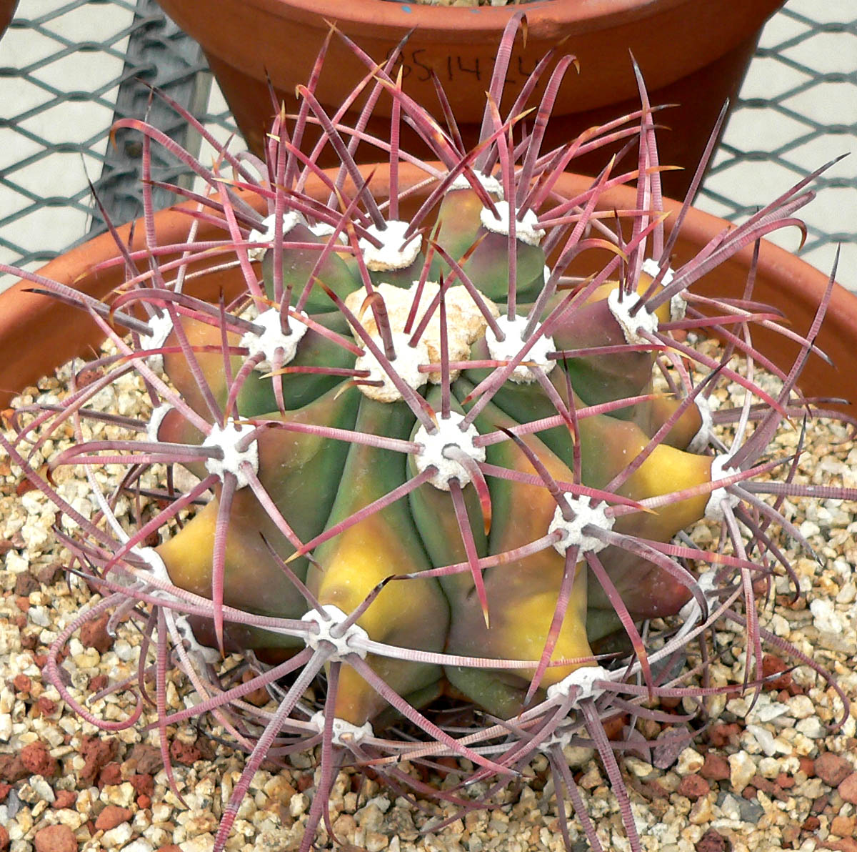 Emory's barrel cactus: Photo of Ferocactus covillei at the University of California Botanical Garden