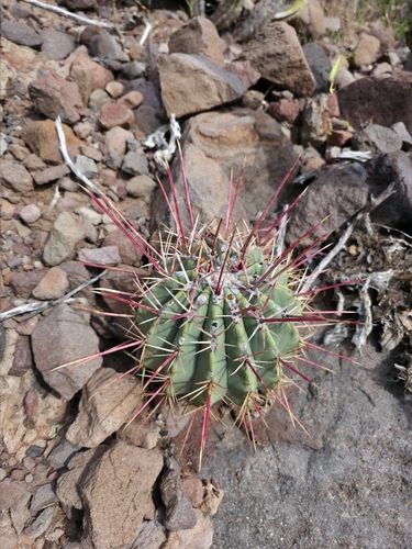 Emory's barrel cactus (Ferocactus emoryi)