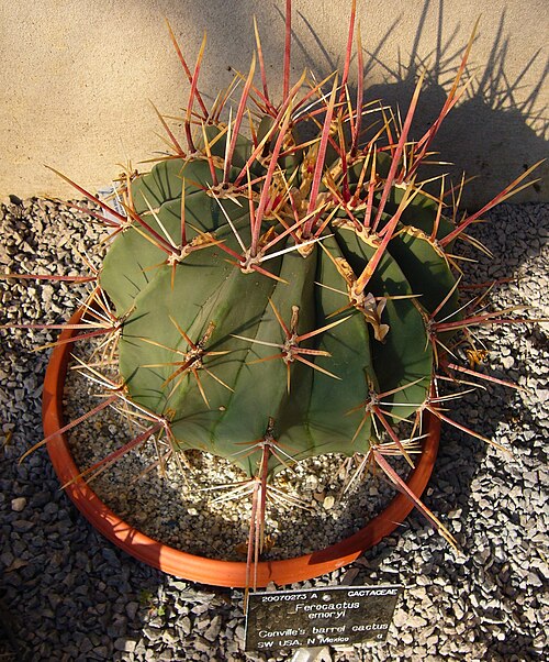 Emory's barrel cactus: Ferocactus emoryi