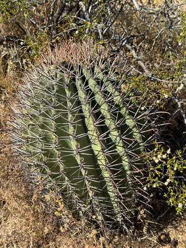 Emory's barrel cactus (Ferocactus emoryi)
