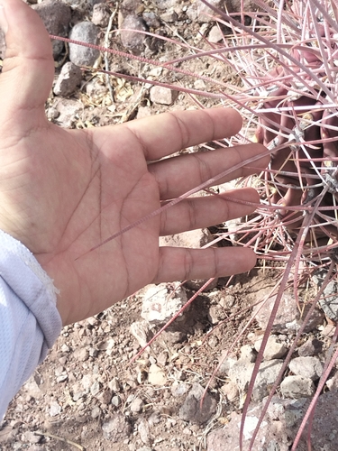 Emory's barrel cactus (Ferocactus emoryi)