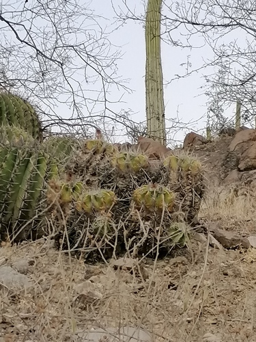 Ferocactus flavovirens (Ferocactus flavovirens)