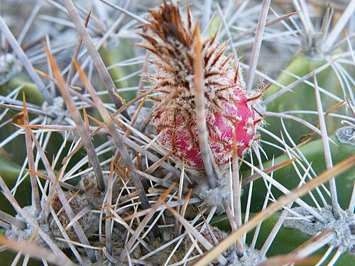Ferocactus flavovirens: Zapotitlan De Las Salinas, Puebla