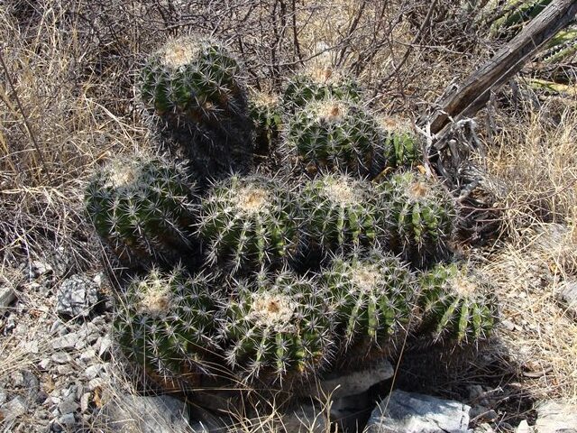 Ferocactus flavovirens: Ferocactus flavovirens in Mexico