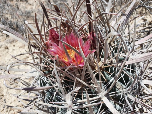 Cactus (Ferocactus fordii)