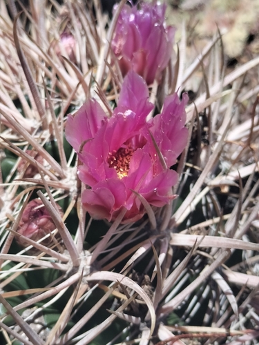 Cactus (Ferocactus fordii)