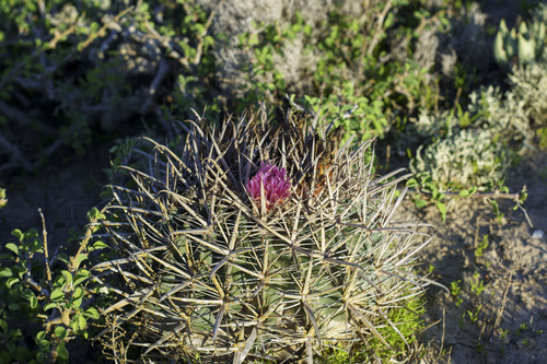 Cactus (Ferocactus fordii)