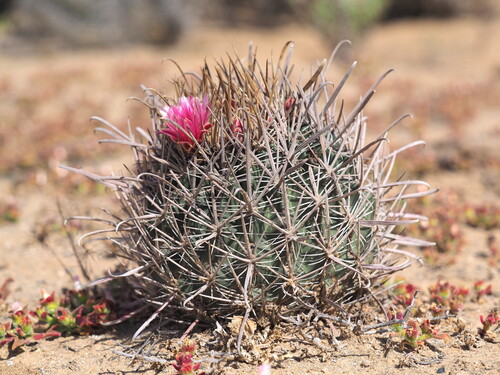 Cactus (Ferocactus fordii)
