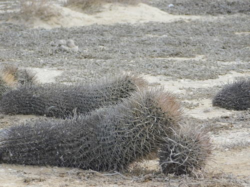 Cactus (Ferocactus fordii)