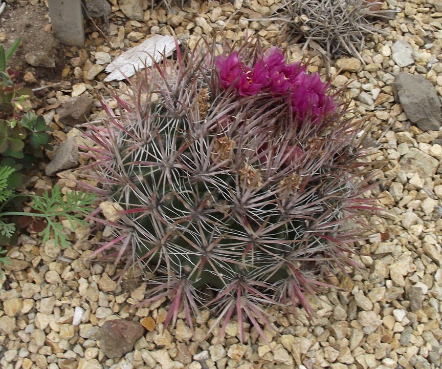 Cactus: Ferocactus fordii at Santa Barbara Botanic Garden, Santa Barbara, California, USA. Identified by sign.