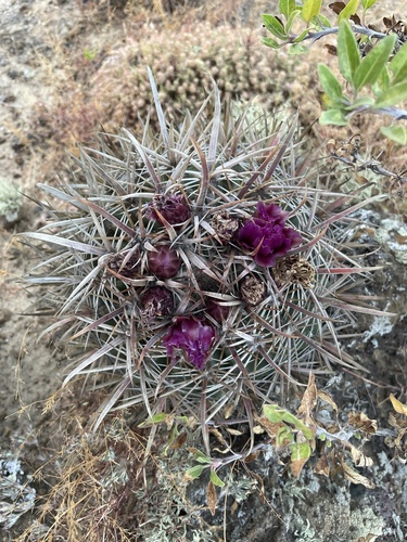 Cactus (Ferocactus fordii)