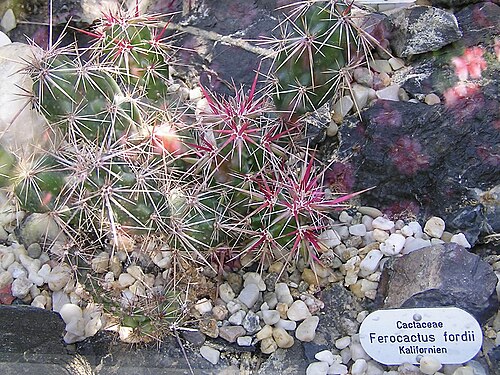 Cactus: Ferocactus fordii. Berggarten Hannover.