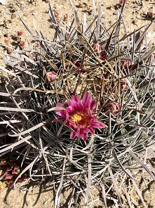 Cactus: Ford barrel cactus ( Ferocactus fordii ) in Mexico