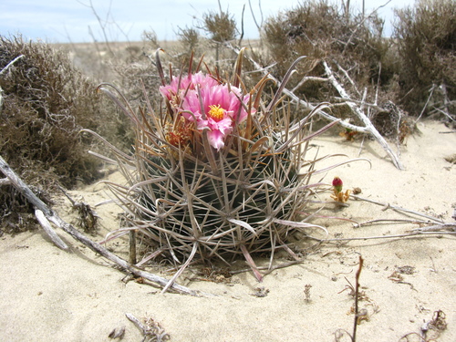 Cactus (Ferocactus fordii)
