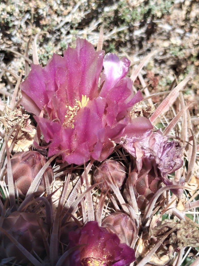 Cactus (Ferocactus fordii)