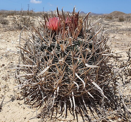 Cactus: Ferocactus fordii fordii in Mexico