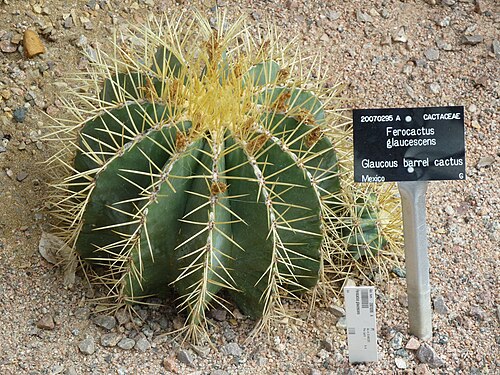 Ferocactus glaucescens: Taken in the Cambridge University Botanic Garden