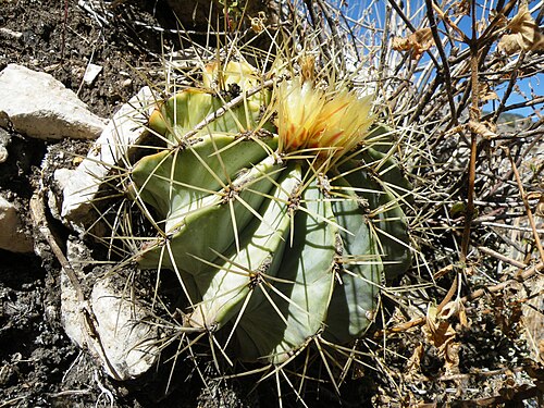 Ferocactus glaucescens: S of Caricillo towards Xichu, Guanajuato
