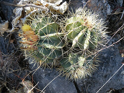 Ferocactus glaucescens: S of Caricillo towards Xichu, Guanajuato