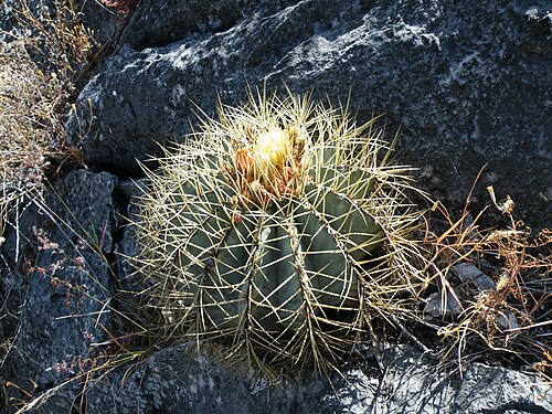 Ferocactus glaucescens: S of Caricillo towards Xichu, Guanajuato