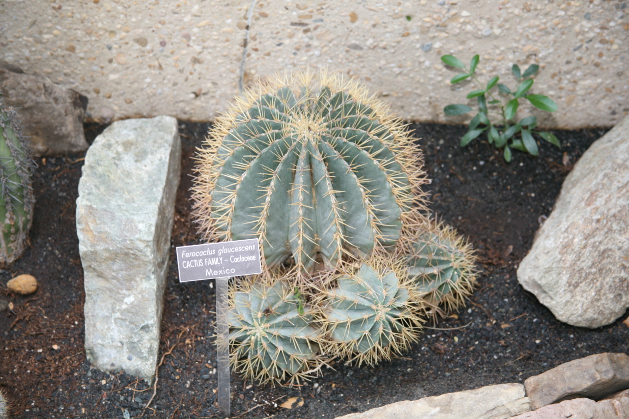Ferocactus glaucescens: Ferocactus glaucescens