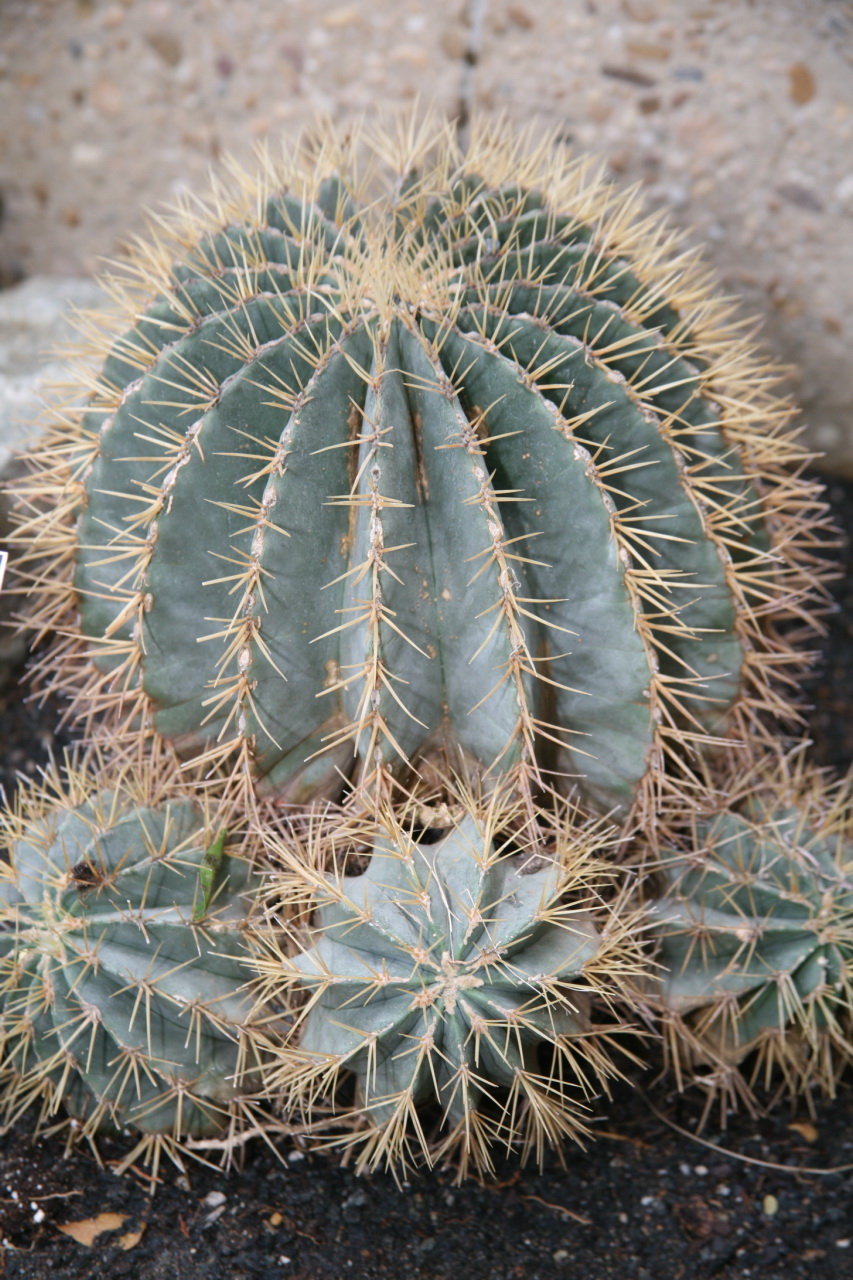 Ferocactus glaucescens: Ferocactus glaucescens