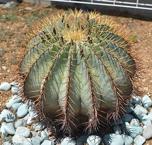 Ferocactus glaucescens: オウカンリュウ（王冠竜、学名: Ferocactus glaucescens）、サボテン科フェロカクタス属、茨城県の水戸市植物公園にて